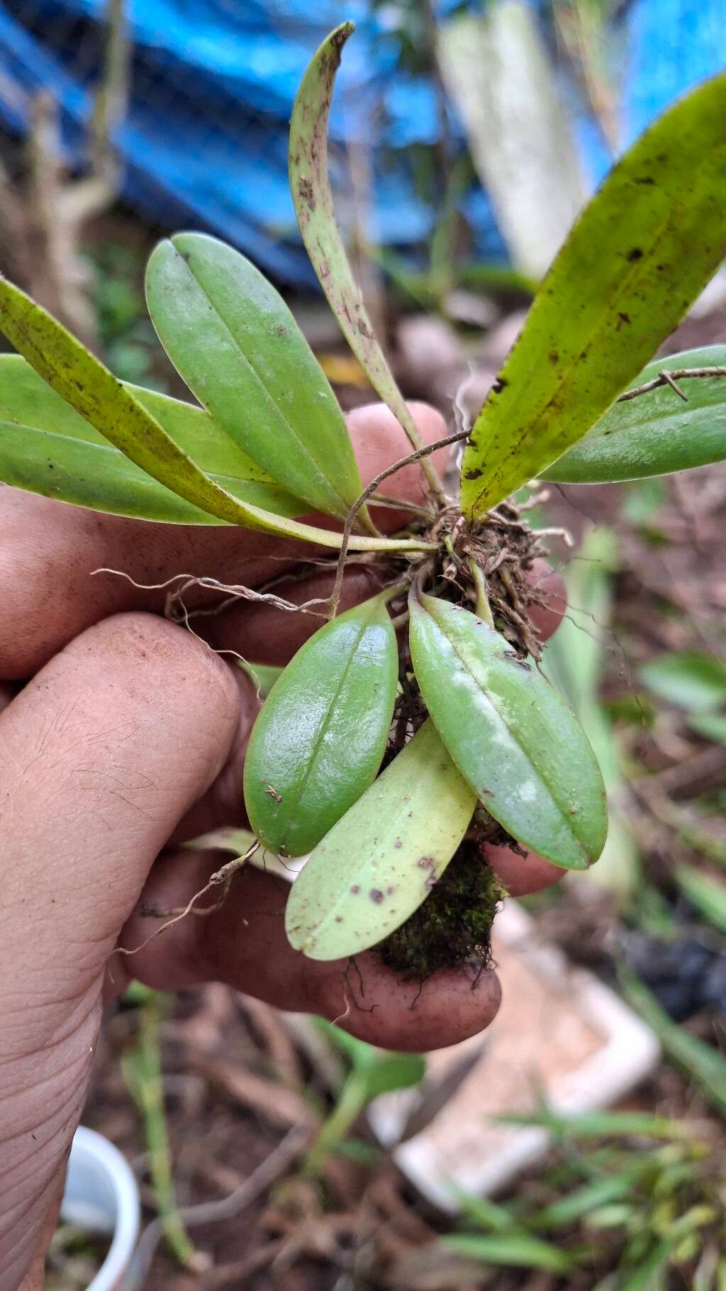 Masdevallia zahlbruckneri — search result for 'Masdevallia'