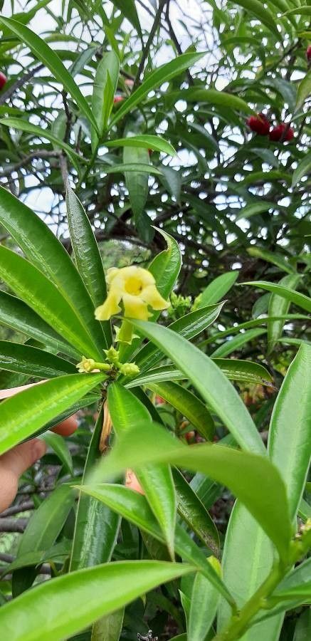 Cascabela ovata flower