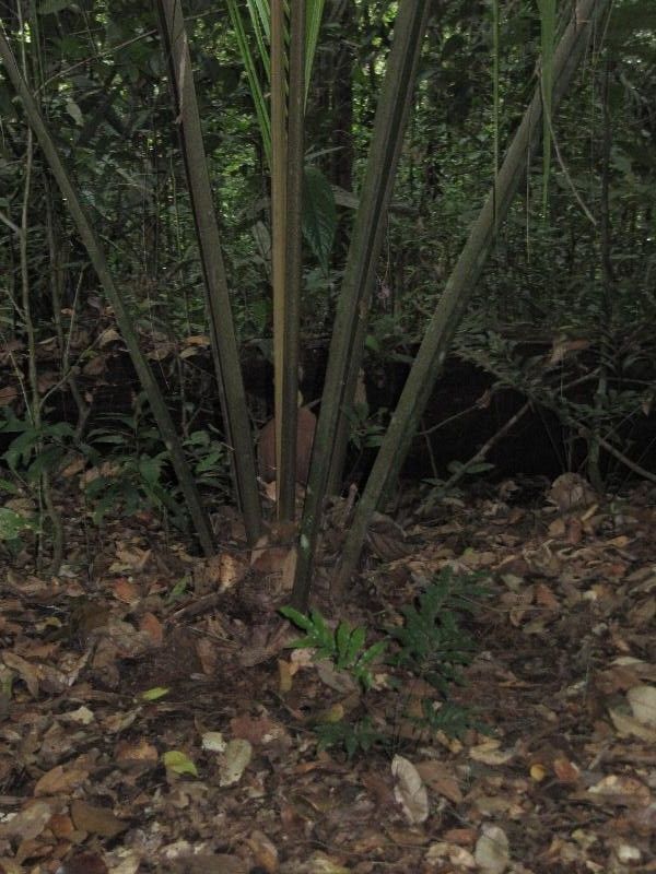 Lecythis idatimon habit