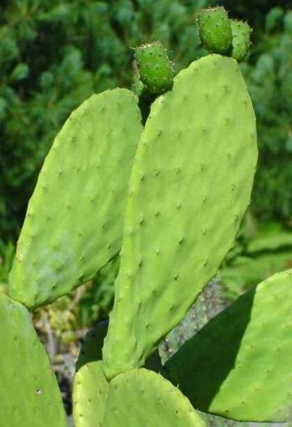 Opuntia crassa — houseplant care guide