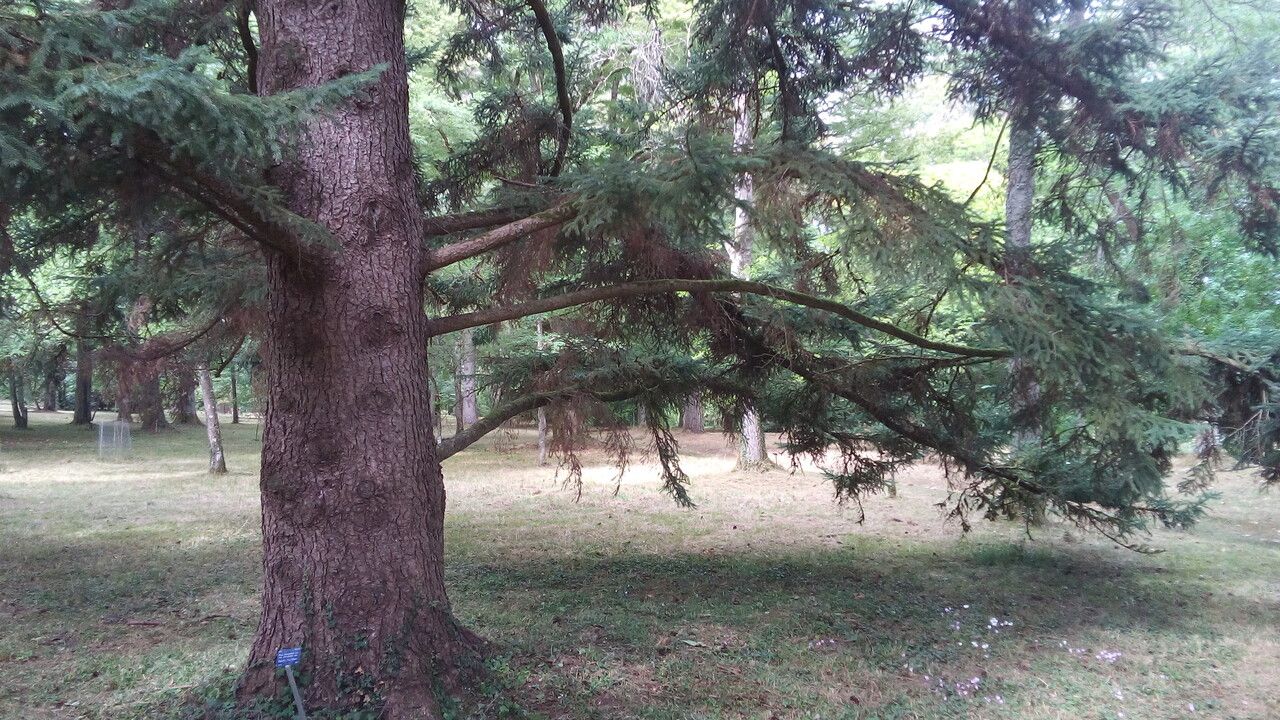Picea alcoquiana habit