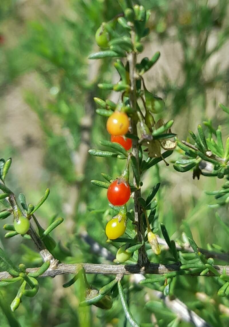Lycium gilliesianum fruit