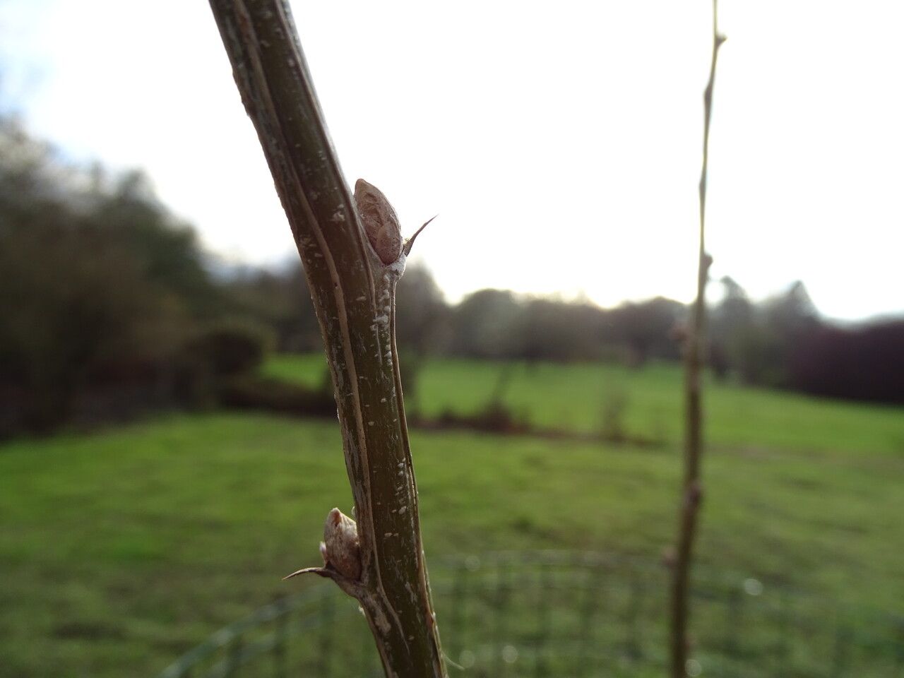 Caragana decorticans bark