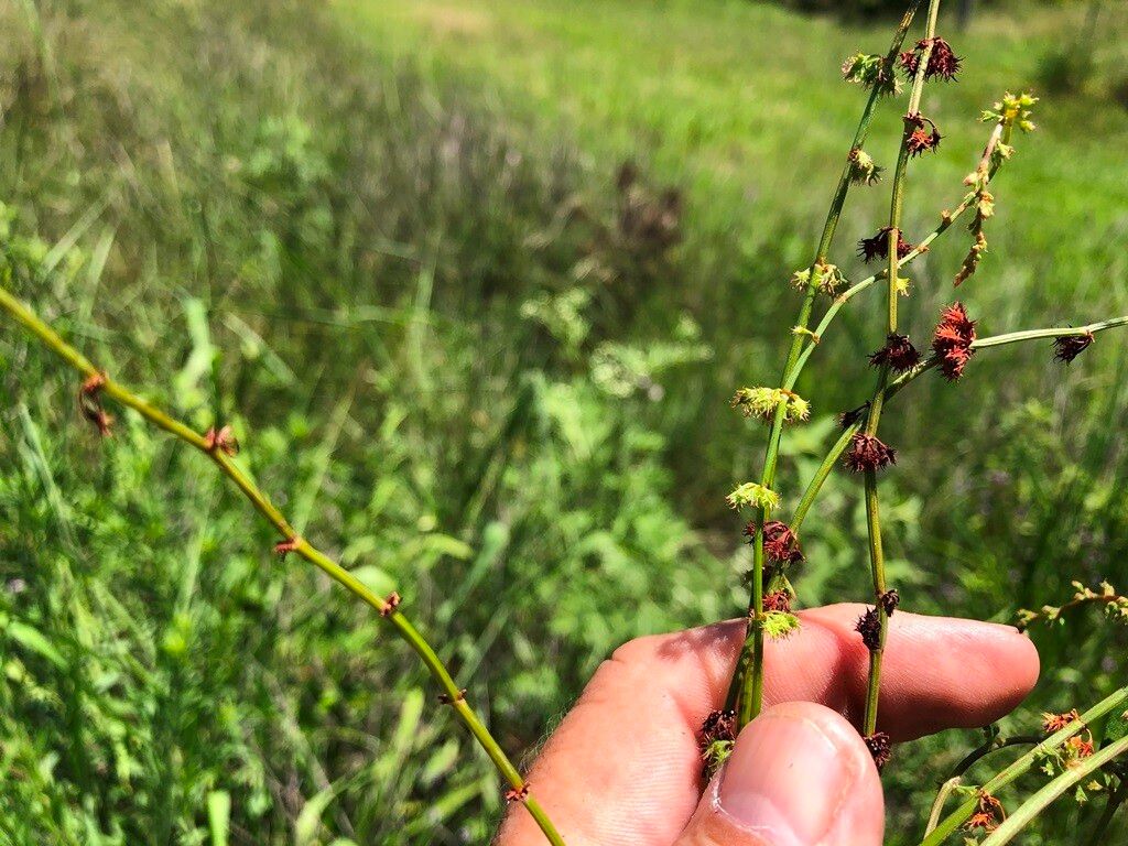 Rumex brownii habit