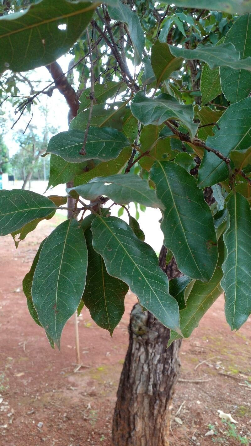 Terminalia argentea leaf