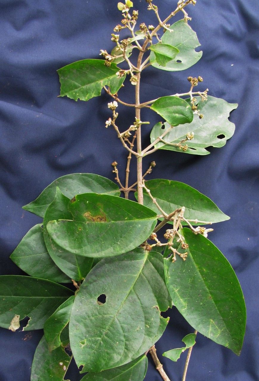 Tetrapterys monteverdensis other