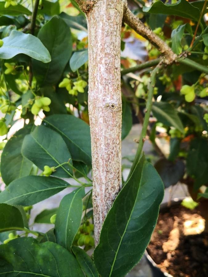 Euonymus sachalinensis bark