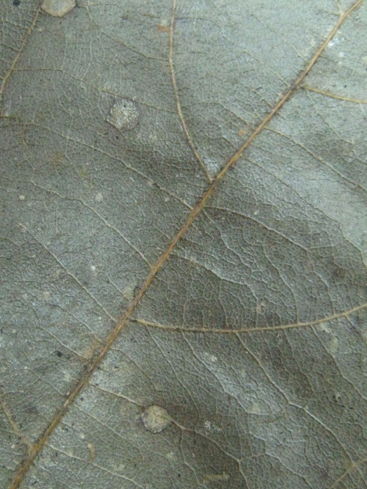 Rhodostemonodaphne rufovirgata other