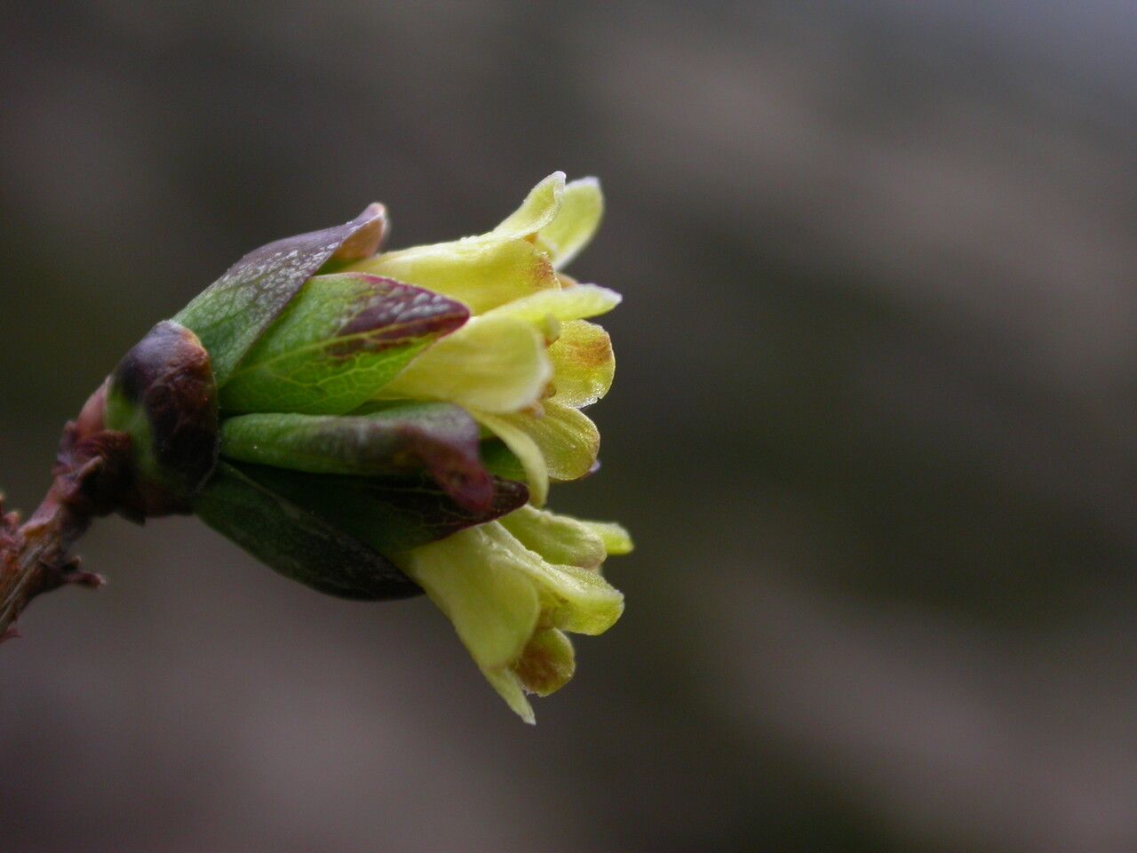 Lonicera litangensis flower