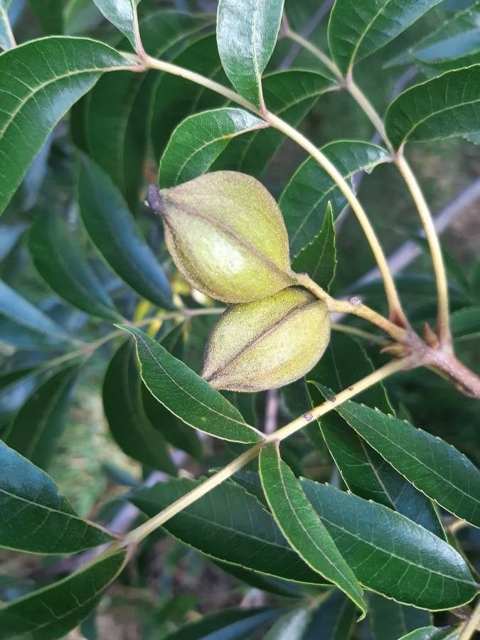 Carya aquatica fruit