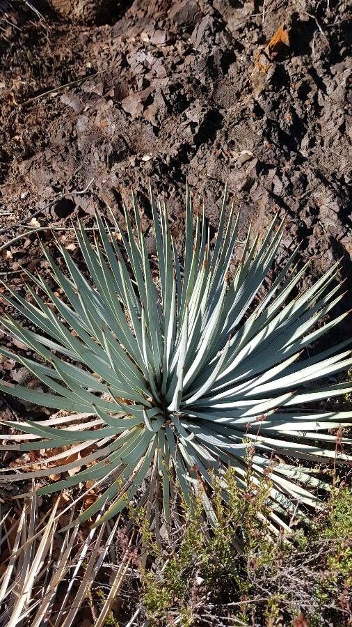 Dasylirion wheeleri — search result for 'Central to southwestern United States'
