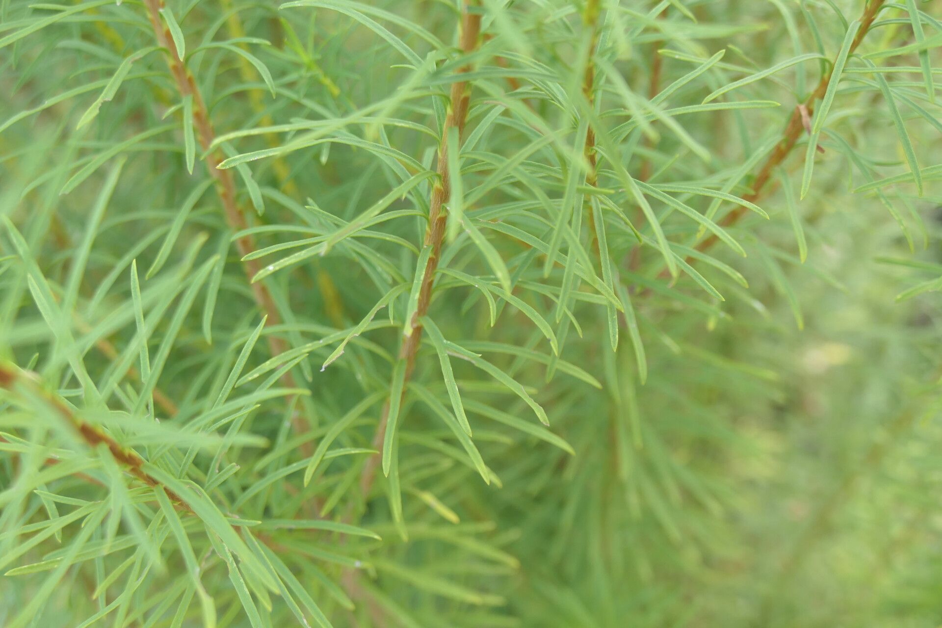 Coleonema album bark