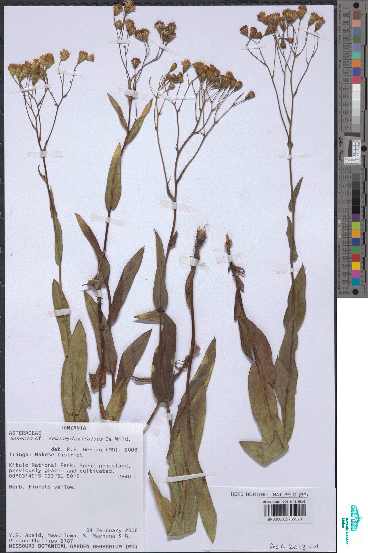 Senecio semiamplexifolius — houseplant care guide