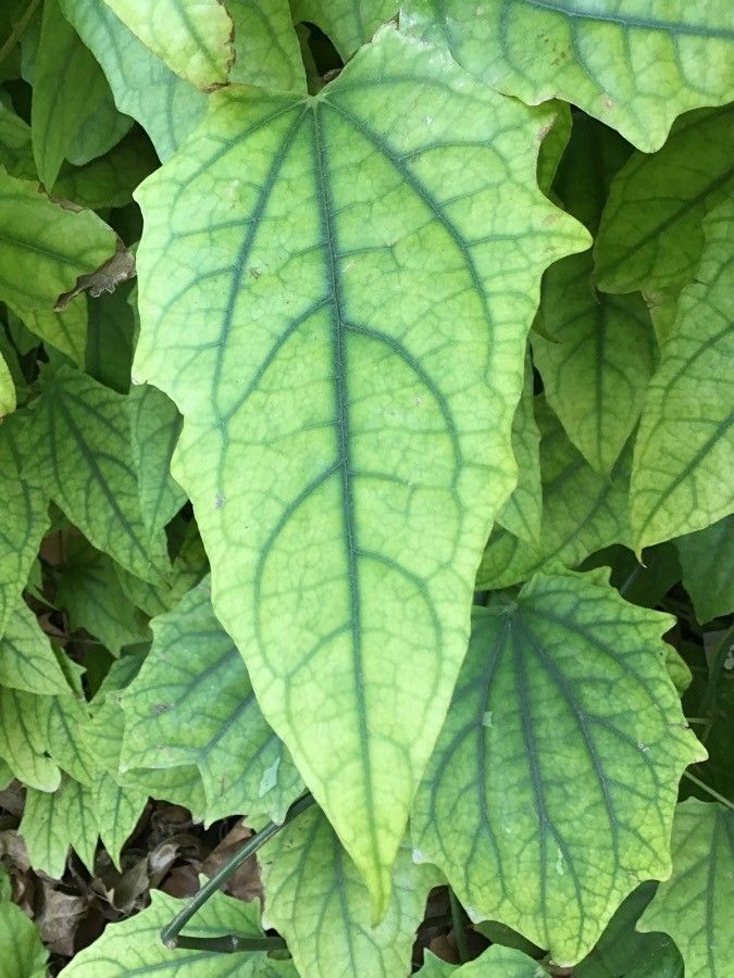 Thunbergia grandiflora leaf