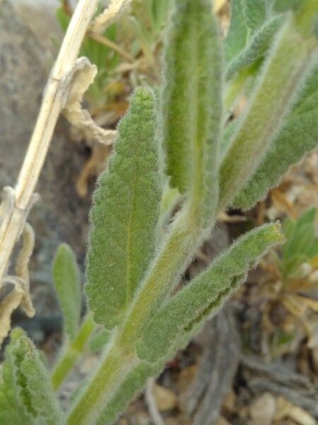 Nepeta tuberosa leaf