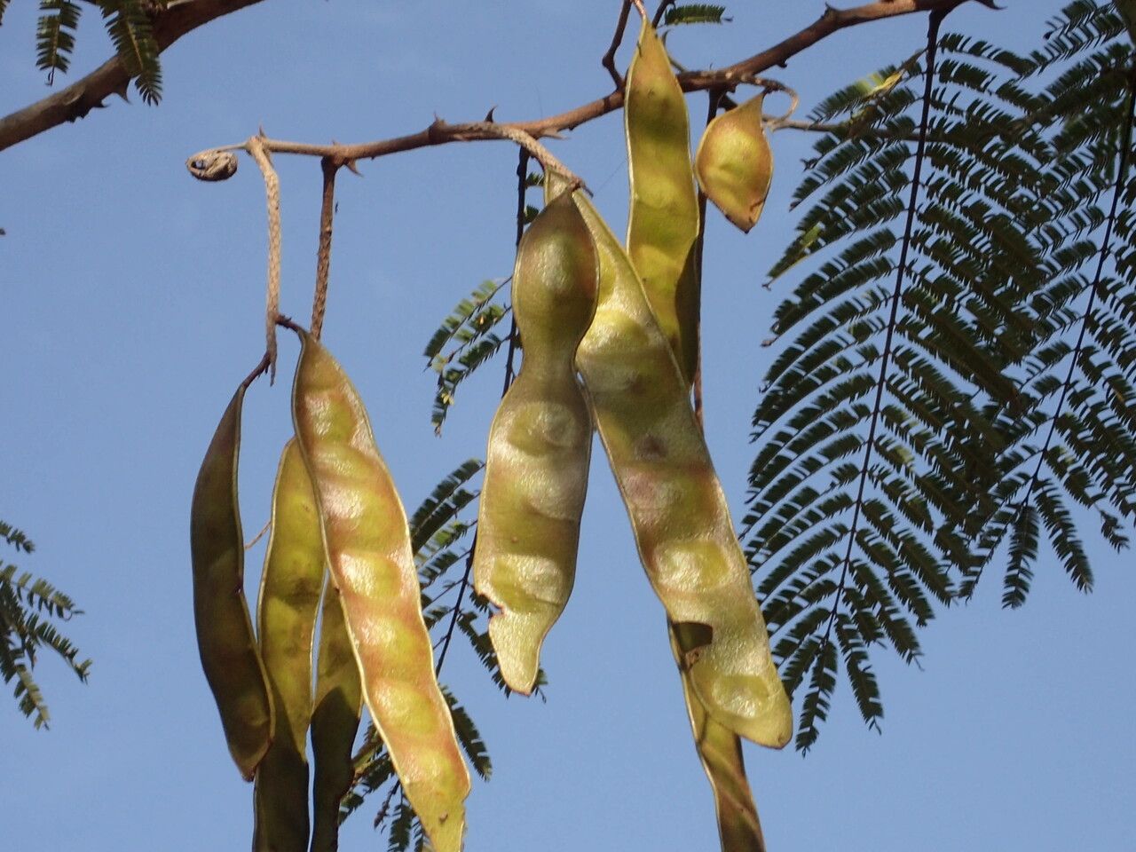 Senegalia macrostachya fruit