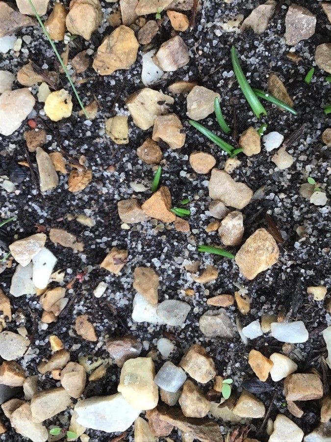 Hyacinthoides mauritanica leaf