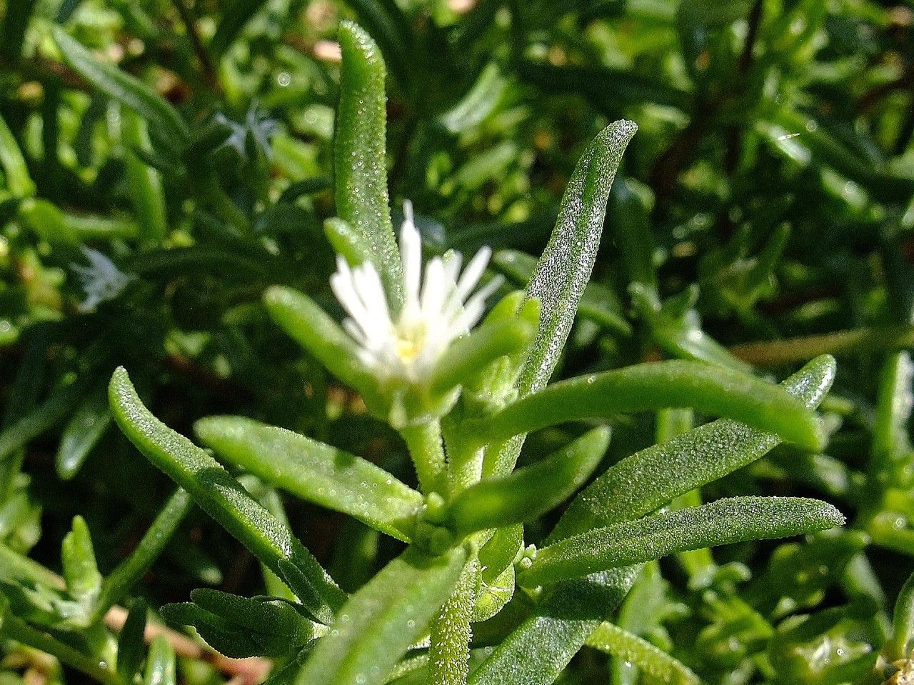 Delosperma steytlerae flower