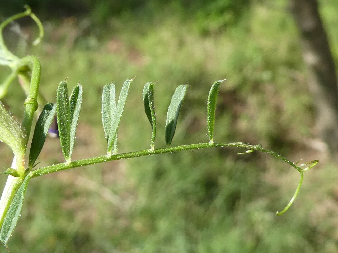 Vicia angustifolia leaf
