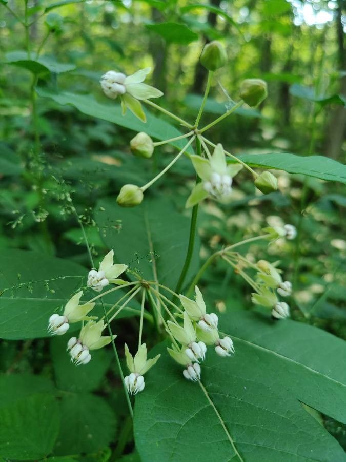 Asclepias exaltata leaf