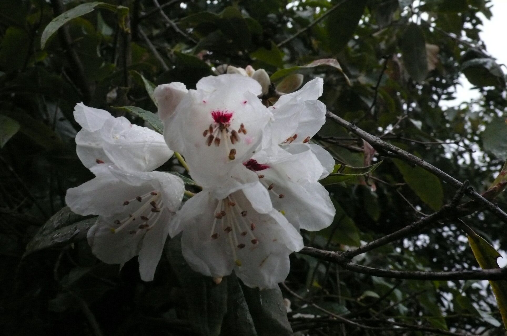 Rhododendron araiophyllum flower