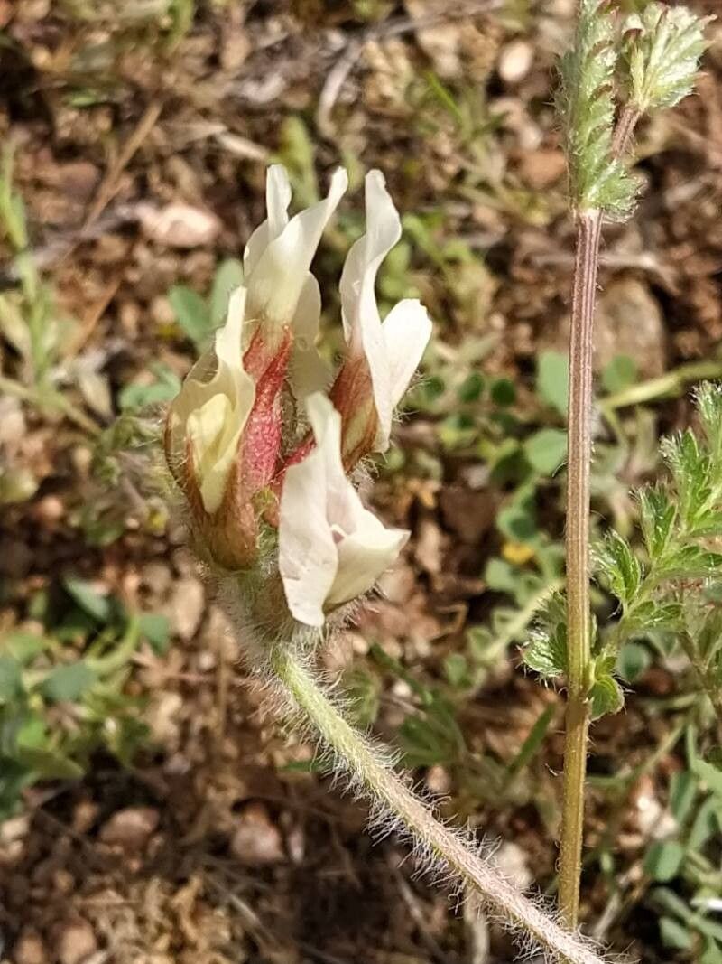 Astragalus gines-lopezii — houseplant care guide