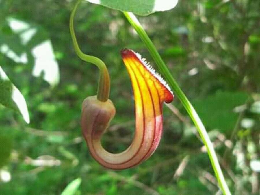 Aristolochia sempervirens flower