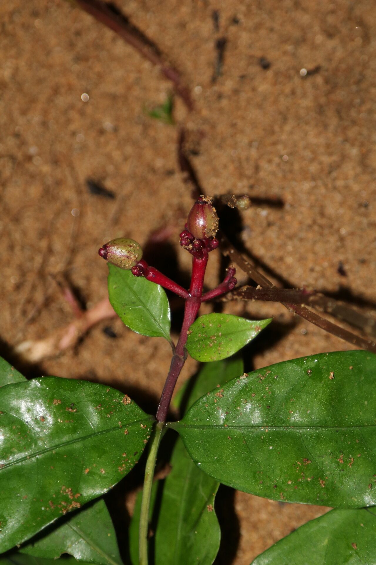 Chassalia subnuda fruit