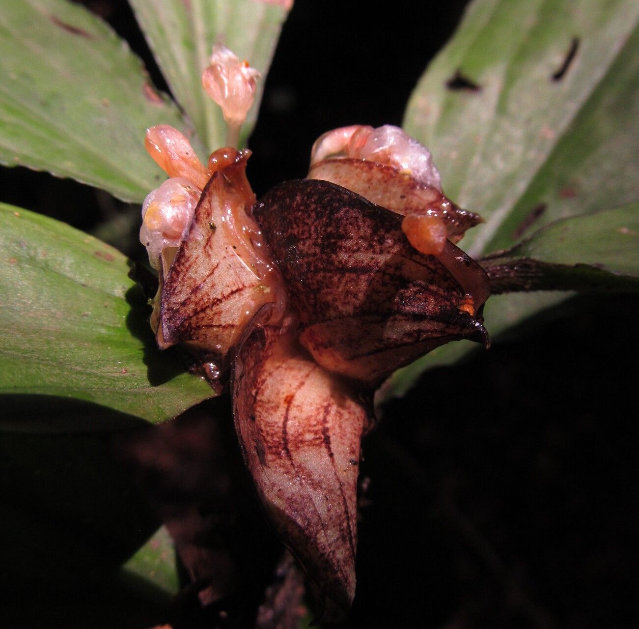 Commelina longicapsa flower