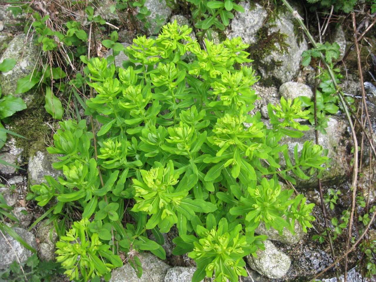 Euphorbia insularis habit
