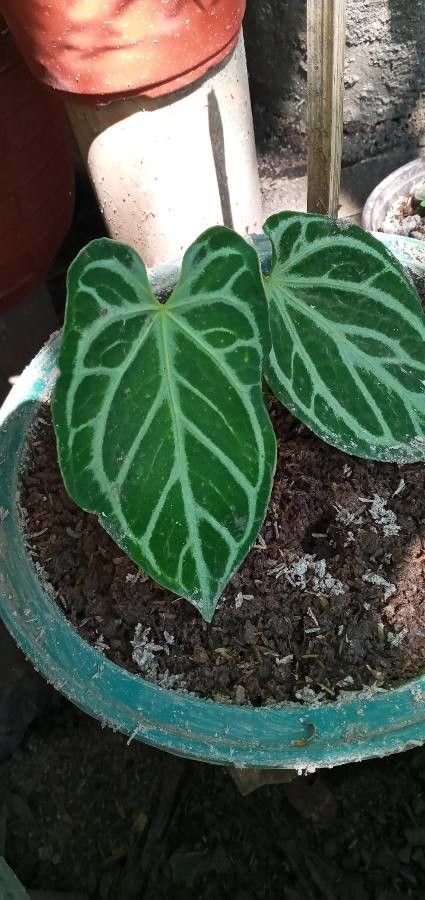 Anthurium crystallinum flower