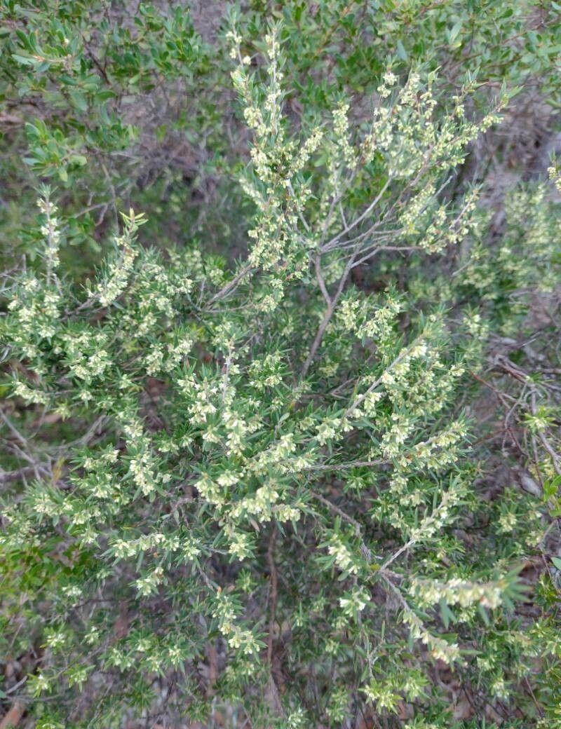 Monotoca scoparia habit