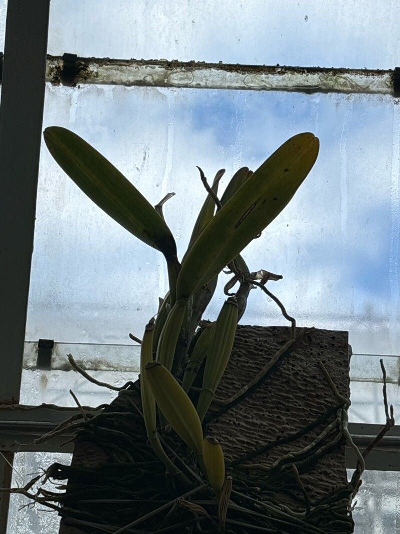 Cattleya perrinii — houseplant care guide