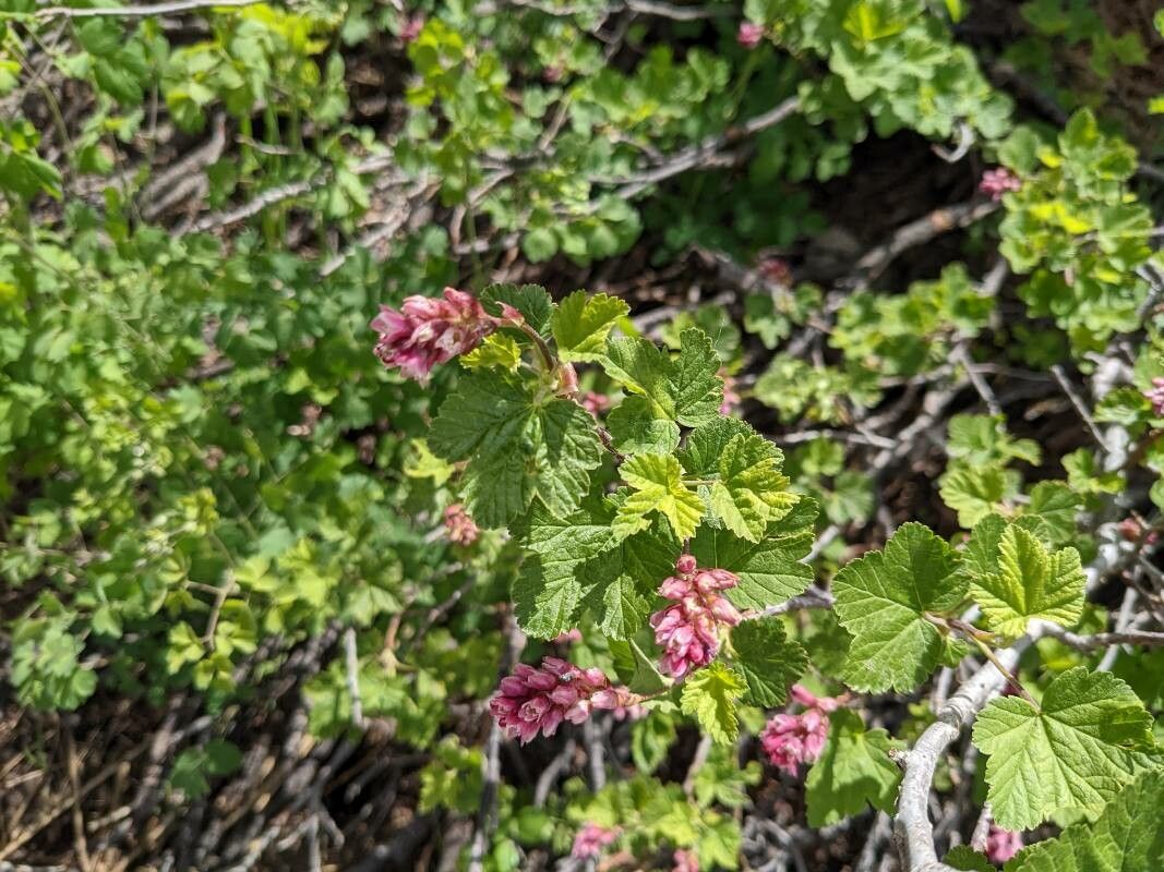 Ribes nevadense — search result for 'Ribes'
