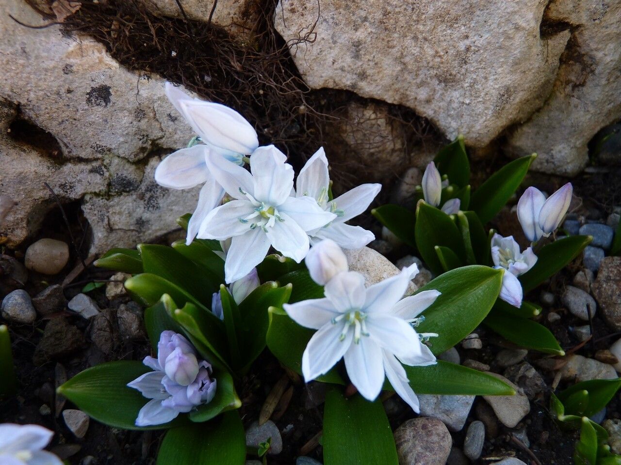 Scilla mischtschenkoana flower