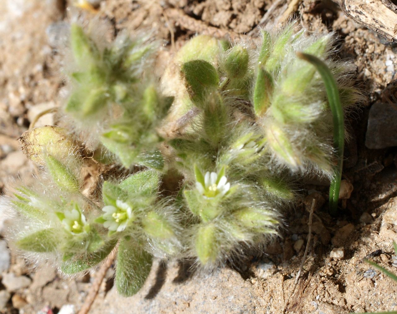 Cerastium comatum habit