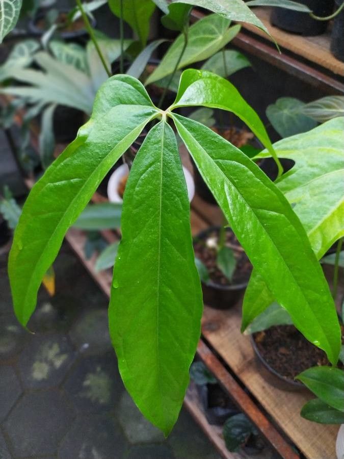 Anthurium eminens — search result for 'Anthurium'