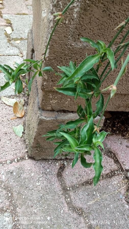 Chlorophytum spp. leaf