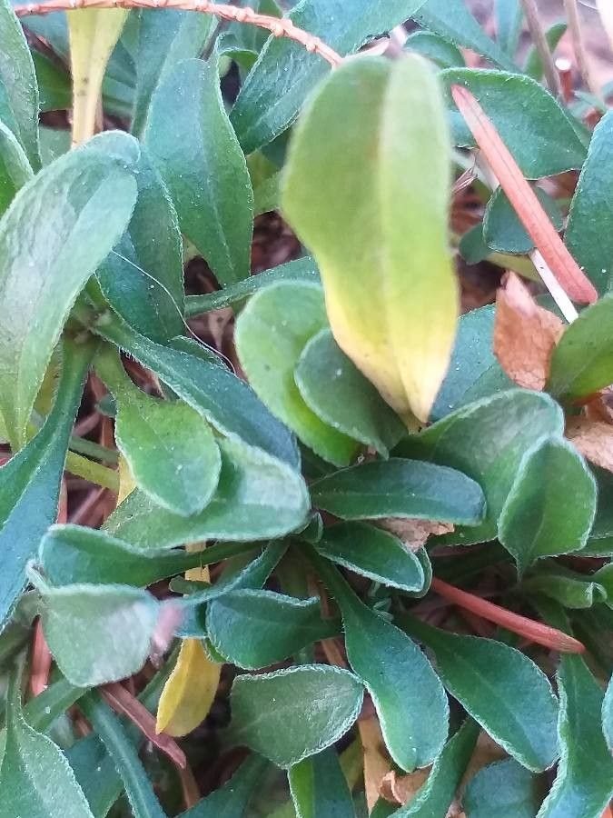 Erigeron flettii — search result for 'Erigeron'