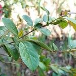 Chaenomeles speciosa