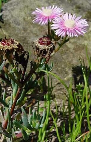 Lampranthus conspicuus flower