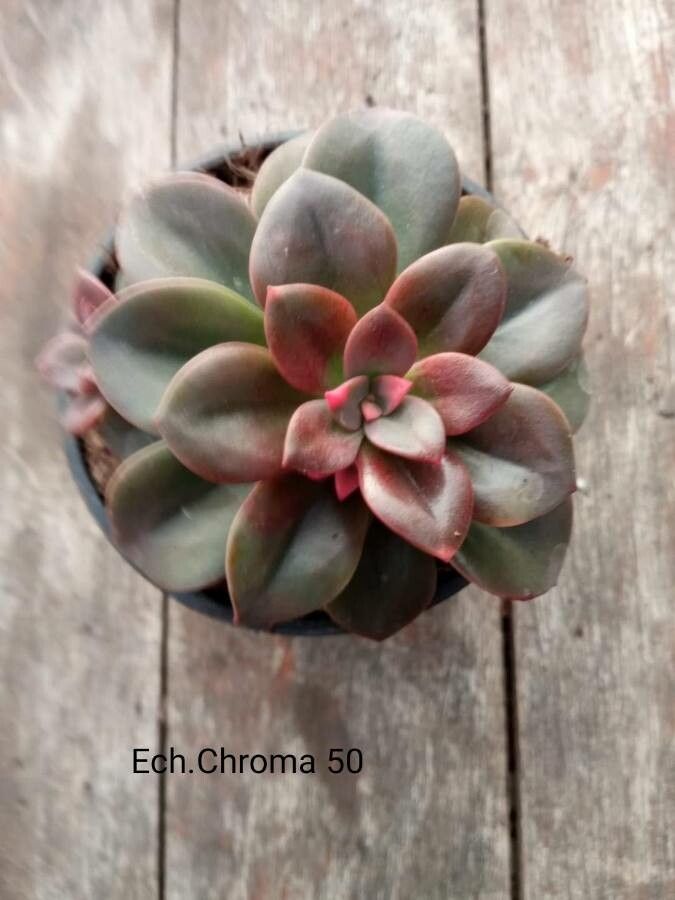 Echeveria angustifolia — search result for 'Echeveria'
