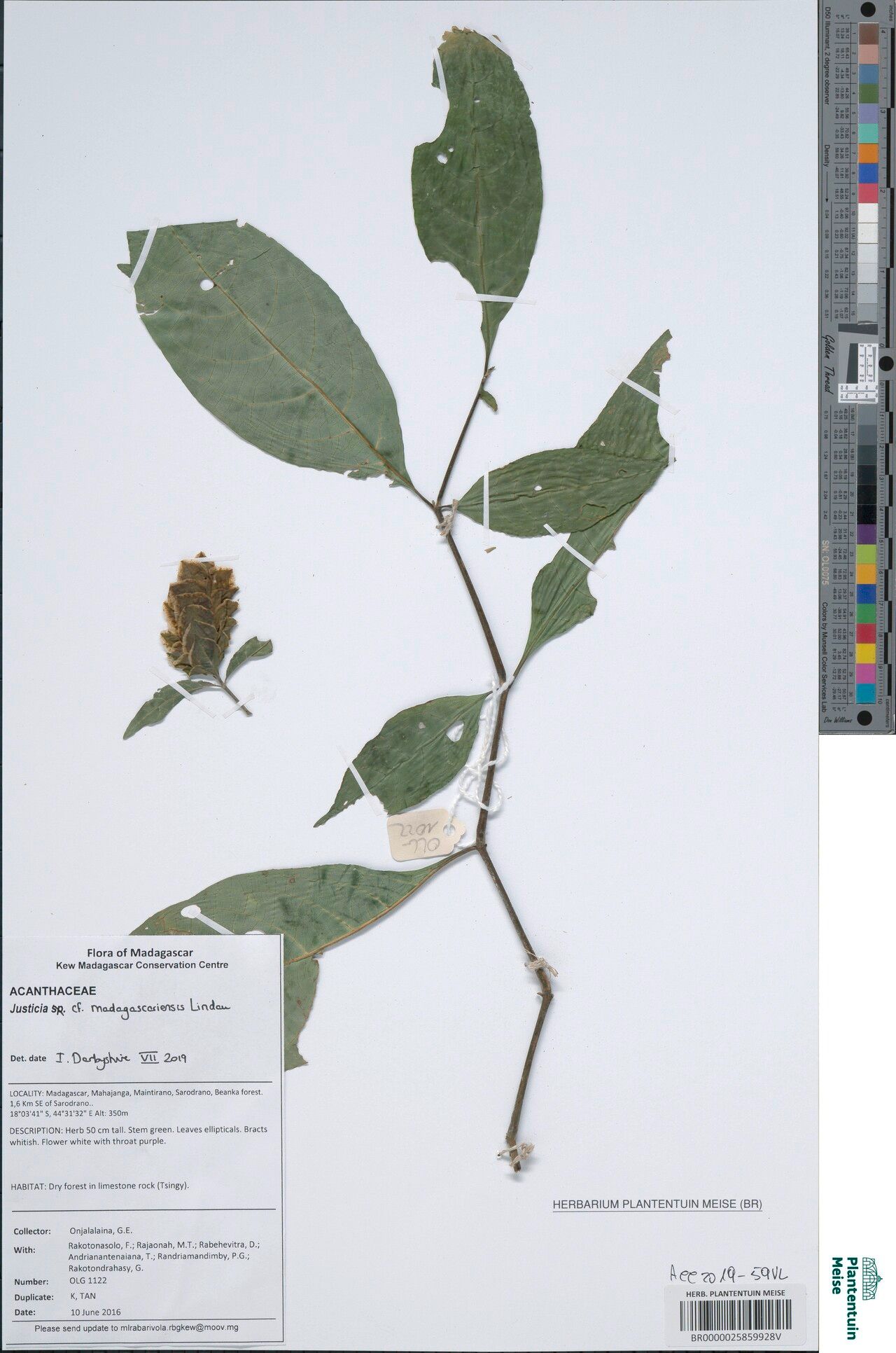 Justicia madagascariensis — houseplant care guide