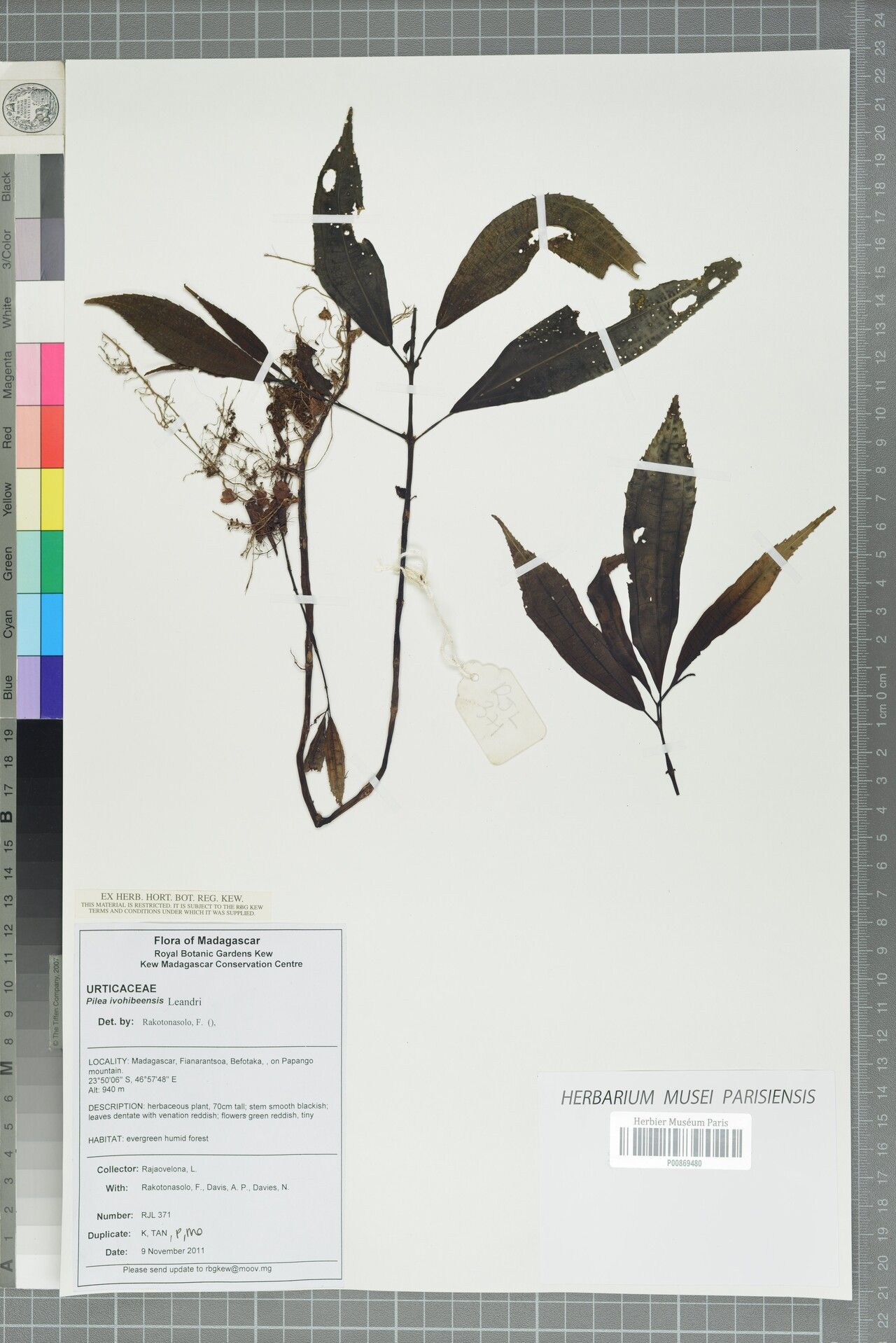 Pilea ivohibeensis — search result for 'Pilea'