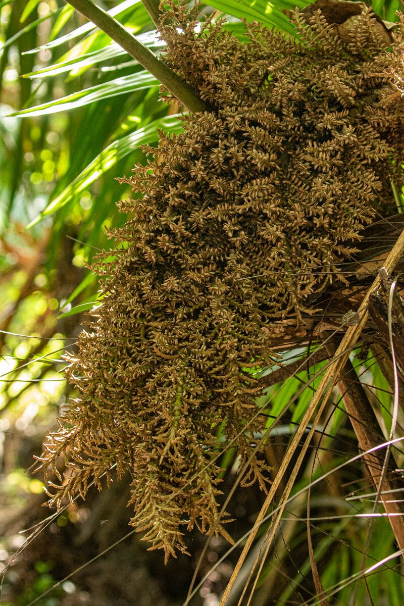 Raphia palma-pinus — search result for 'Raphia'