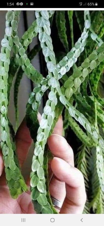 Phlegmariurus nummularifolius — search result for 'Phlegmariurus'