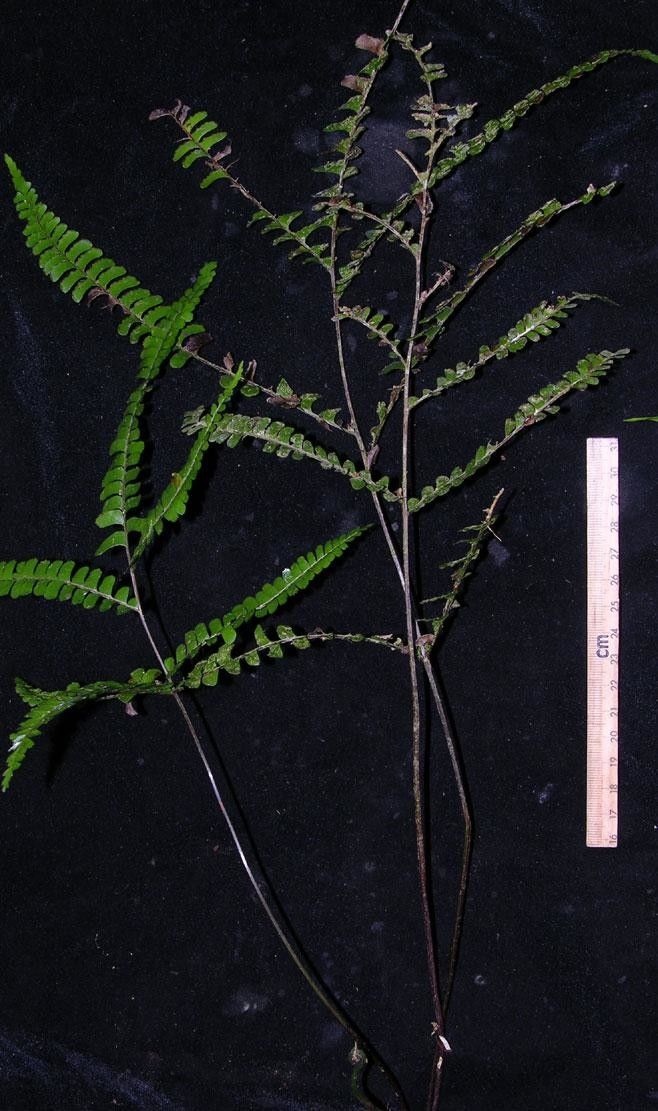 Lindsaea quadrangularis other