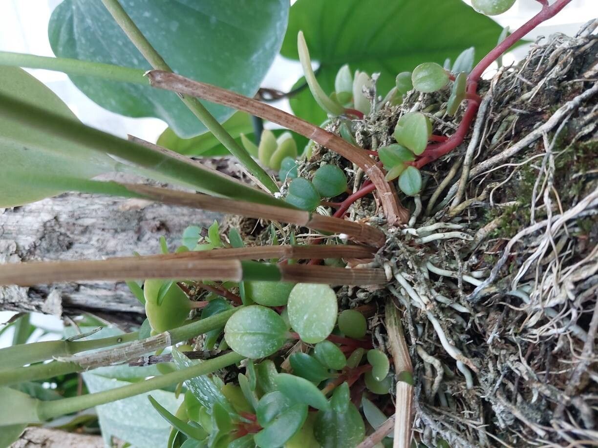Pleurothallis restrepioides bark