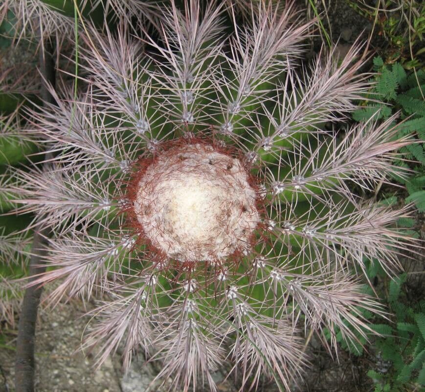 Melocactus pedernalensis other