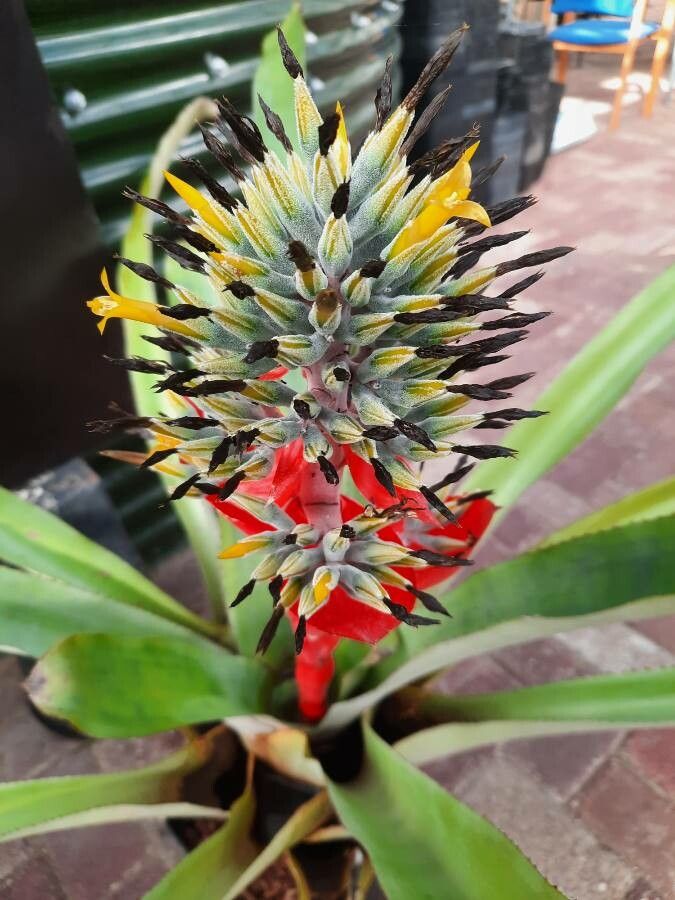 Aechmea chantinii